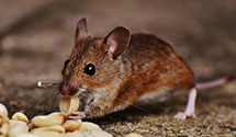 24 Hour & Emergency Exterminators in Old Fort Jim, CA